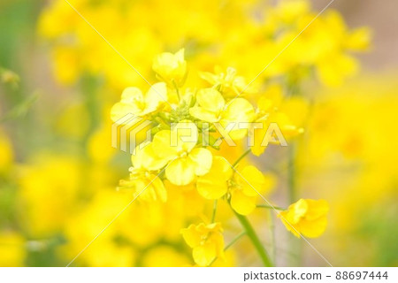 Spring flowers Spring flowers 88697444