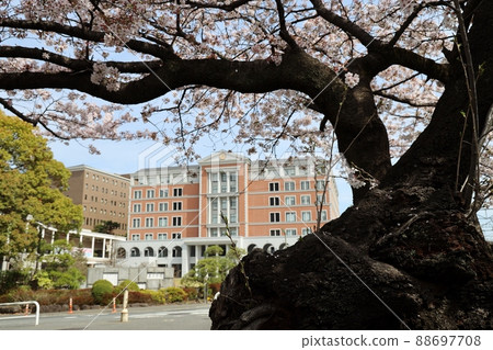 玉川學園和小櫻 玉川學園和小櫻 88697708