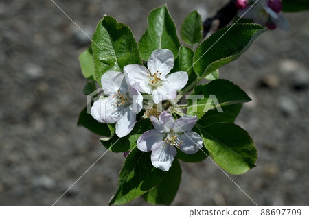 蘋果花 蘋果花 88697709