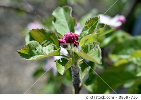蘋果花 蘋果花 88697710