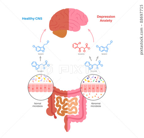 Gut brain connection Gut brain connection 88697715