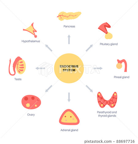 Human endocrine system Human endocrine system 88697716