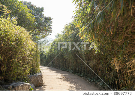 camellia, camellia camellia, camellia 88697773