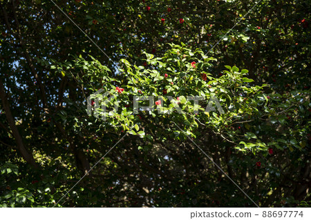 camellia, camellia camellia, camellia 88697774
