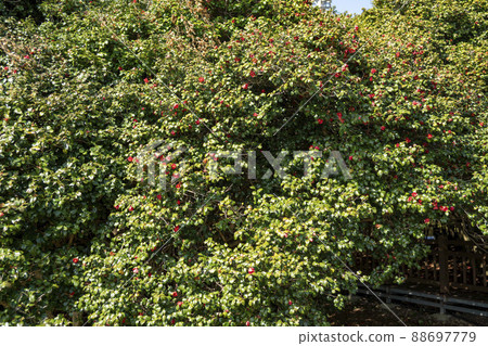 山茶花，山茶花 88697779