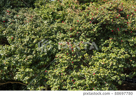 山茶花，山茶花 88697780