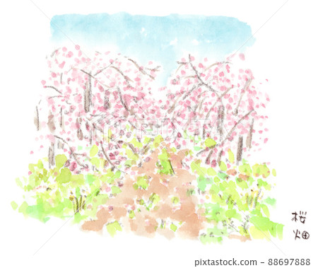 春天的風景、哭泣的櫻花的水彩插圖和藍天盛開的小徑 88697888