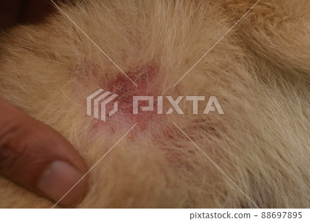 狗的皮膚病(柴犬) 狗的皮膚病(柴犬) 88697895