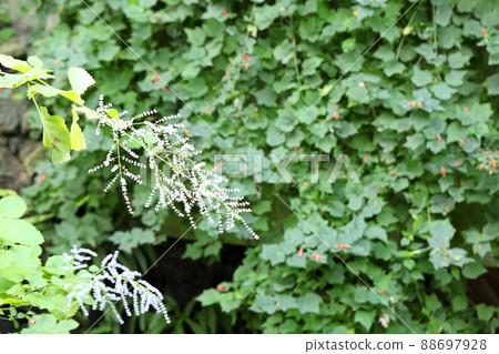 Flower blossoms Flower blossoms 88697928