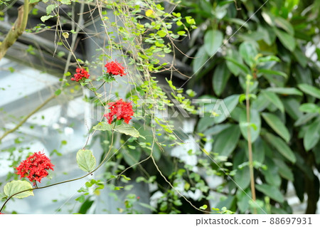 Safflower rabbit flowers 88697931
