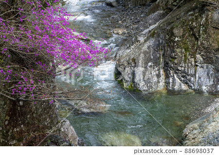 Early summer valley, azalea and mountain stream scenery-8 88698037
