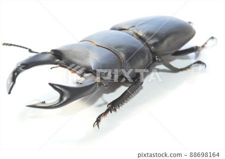 國內白被盯梢的白色背景 88698164