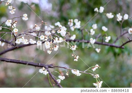 Plum blossoms 88698418