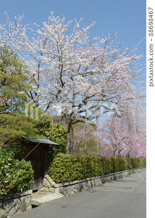 春天的南禪寺，京都左京區南禪寺地區的櫻花 88698467