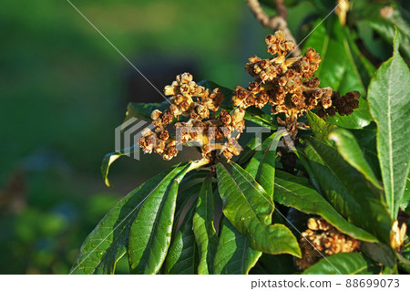 Loquat flowers in the sun (spring, March) Loquat flowers in the sun (spring, March) 88699073