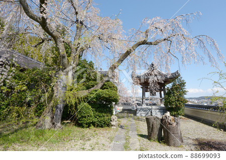 城鎮津山千光寺垂枝櫻花和鍾樓岡山縣津山市 88699093