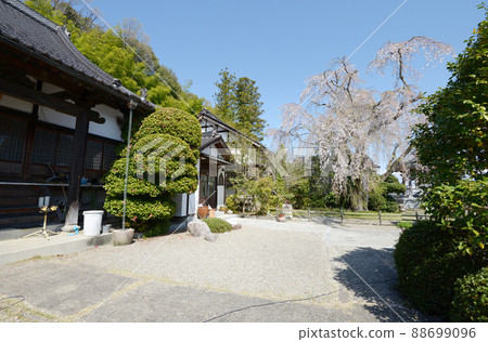 城鎮津山千光寺本館和垂枝櫻花岡山縣津山市 城鎮津山千光寺本館和垂枝櫻花岡山縣津山市 88699096