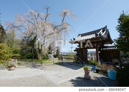 岡山縣津山市城下町津山千光寺垂櫻與山門 岡山縣津山市城下町津山千光寺垂櫻與山門 88699097