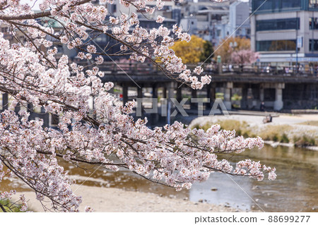 Sakura on the banks of the Kamo River in Kyoto 88699277