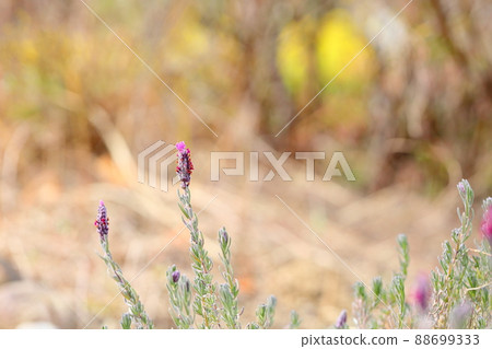 Lavender flowers Lavender flowers 88699333