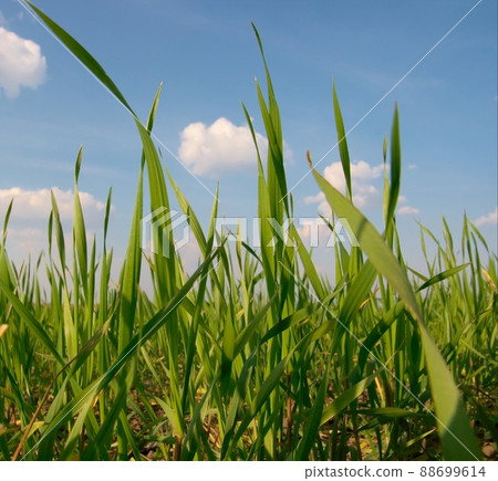 Wheat 88699614