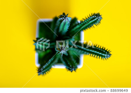 Funny colourful minimalism. Top view of cactus. Funny colourful minimalism. Top view of cactus. 88699649