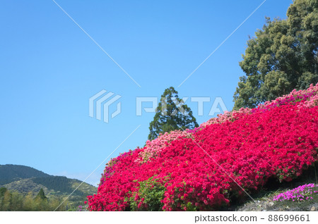 五顏六色的杜鵑花山 88699661