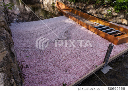 櫻花在京都高瀨河 櫻花在京都高瀨河 88699666