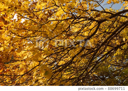 Autumn 88699711