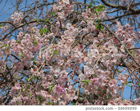 Cerasus itosakura'Pendula'Maxim Cerasus itosakura'Pendula'Maxim 88699899