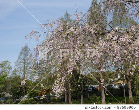 Cerasus itosakura'Pendula'Maxim 88699900