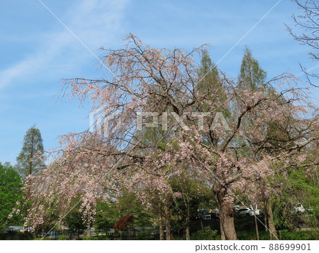 Cerasus itosakura'Pendula'Maxim Cerasus itosakura'Pendula'Maxim 88699901