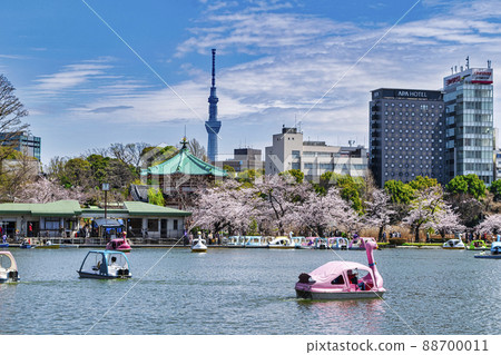 東京上野公園船池盛開的櫻花 88700011