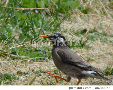 Starlings strolling along the Nanakita River 88700068