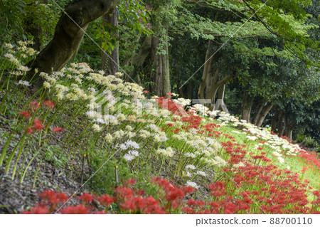 Various cluster amaryllis 88700110