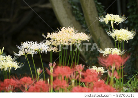 各種希根花 各種希根花 88700115
