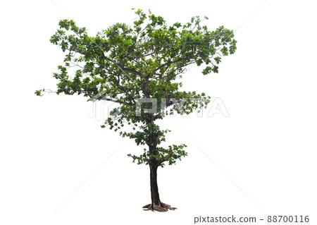 Tropical Almond or India Almond tropical tree Tropical Almond or India Almond tropical tree 88700116