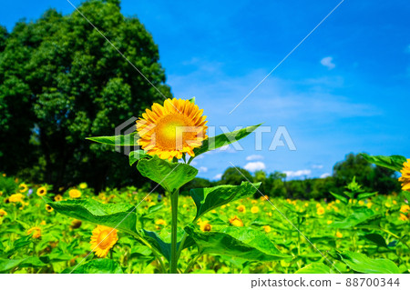 Sunflowers at Expo Park Sunflowers at Expo Park 88700344