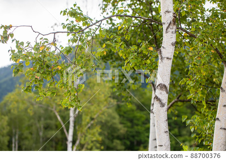 樺木 樺木 88700376