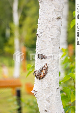 樺木 樺木 88700377