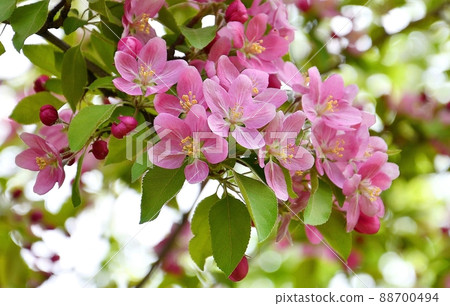 Pale pink apple tree flowers Pale pink apple tree flowers 88700494