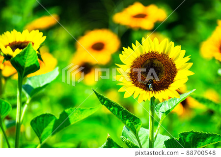 Sunflowers at Expo Park Sunflowers at Expo Park 88700548