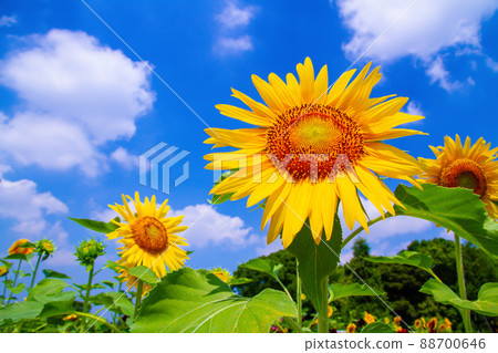大阪長居公園的向日葵 88700646
