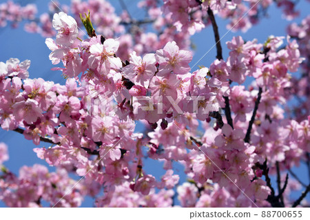 櫻花,櫻花,早開的櫻花,盛開的河津櫻花,3月14日,藍天 櫻花,櫻花,早開的櫻花,盛開的河津櫻花,3月14日,藍天 88700655