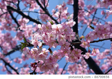 Sakura, Sakura, Early Blooming Cherry Blossoms, Kawazu Cherry Blossoms in Full Bloom, March 14, Blue Sky 88700656