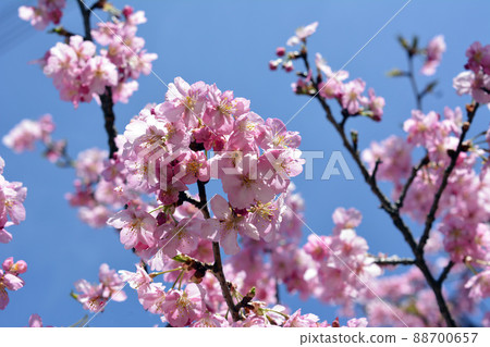 櫻花,櫻花,早開的櫻花,盛開的河津櫻花,3月14日,藍天 櫻花,櫻花,早開的櫻花,盛開的河津櫻花,3月14日,藍天 88700657