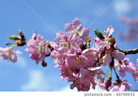 櫻花,櫻花,早開的櫻花,盛開的河津櫻花,3月14日,藍天 櫻花,櫻花,早開的櫻花,盛開的河津櫻花,3月14日,藍天 88700658