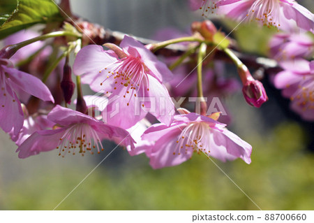 櫻花,櫻花,早開的櫻花,盛開的河津櫻花,3月14日,藍天 櫻花,櫻花,早開的櫻花,盛開的河津櫻花,3月14日,藍天 88700660