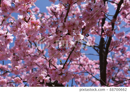 櫻花,櫻花,早開的櫻花,盛開的河津櫻花,3月14日,藍天 櫻花,櫻花,早開的櫻花,盛開的河津櫻花,3月14日,藍天 88700662