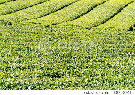《Fukuoka Prefecture》 Yame tea / tea plantation 88700741